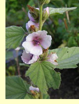  ,  - (Alcea rosea L)